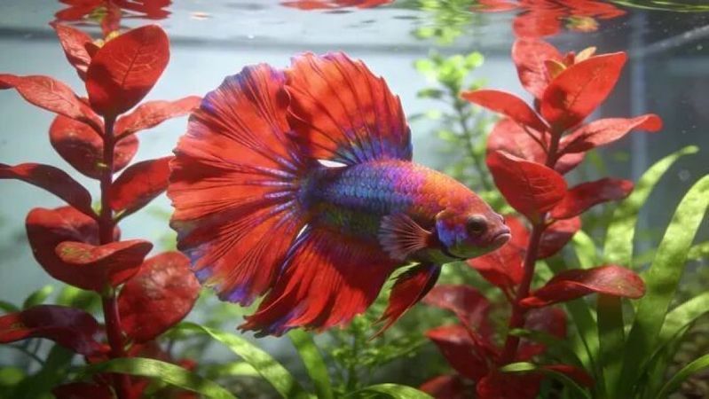 如何聯系祥龍魚場購買水族燈？