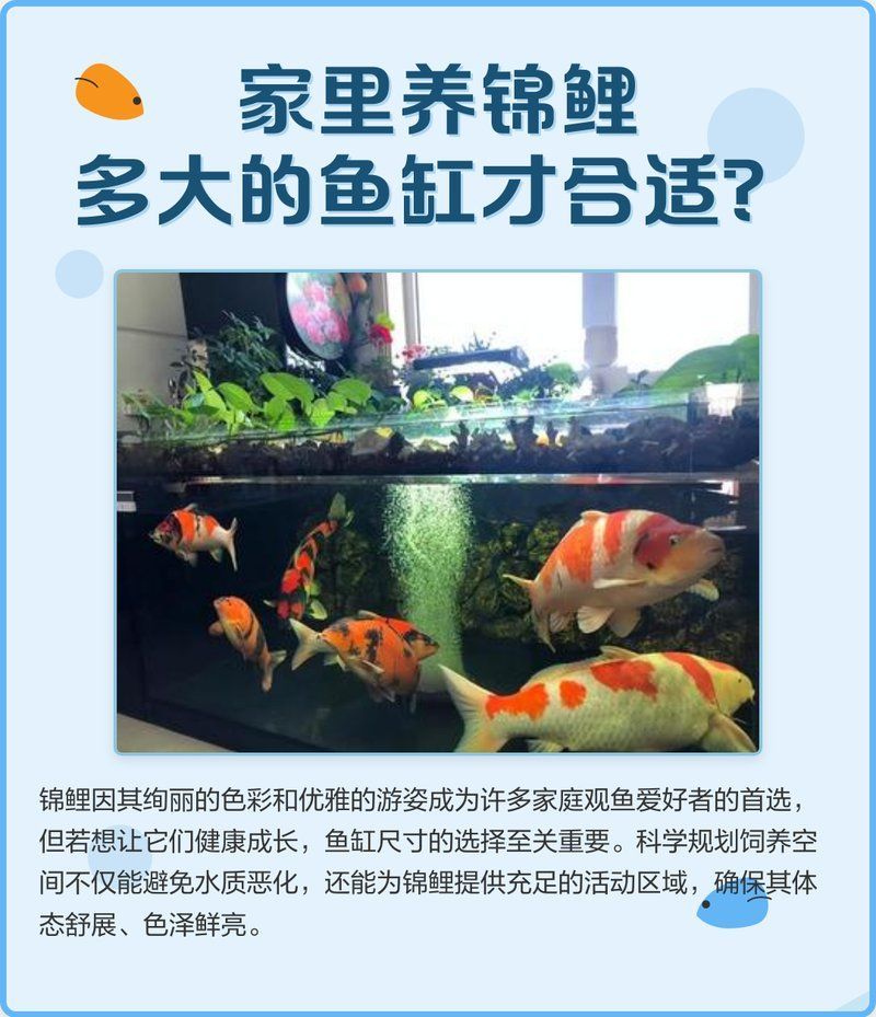 錦鯉養殖需要多大的魚缸？，錦鯉養殖的魚缸大小取決于多種因素、體型以及養殖者的個人喜好