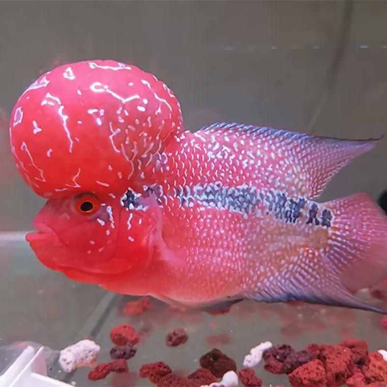 羅漢魚批發(fā)市場在哪里，西安羅漢魚市場對比清單