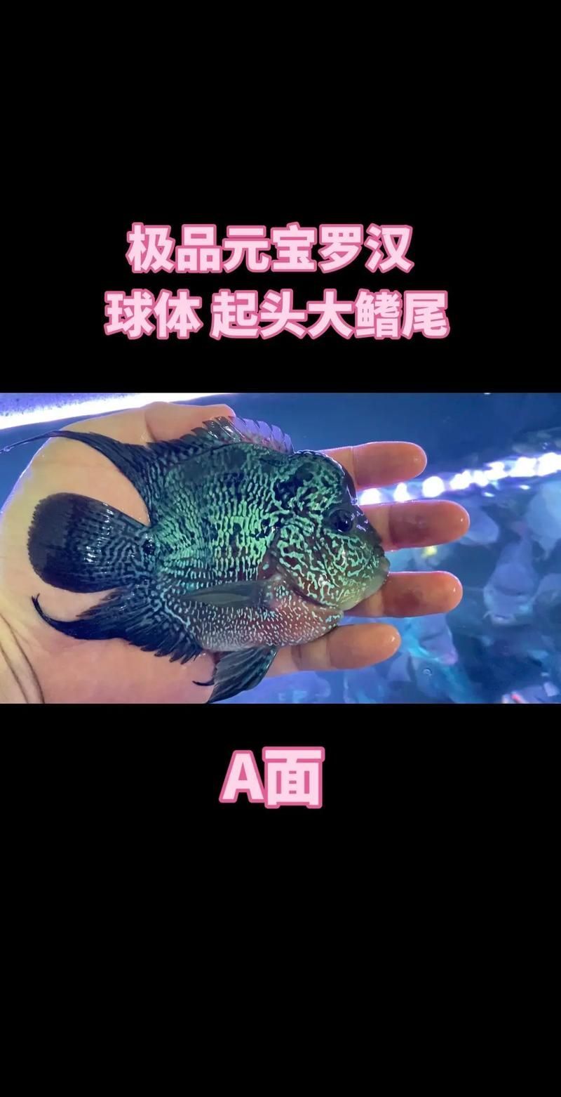 羅漢魚批發(fā)市場在哪里，西安羅漢魚市場對比清單