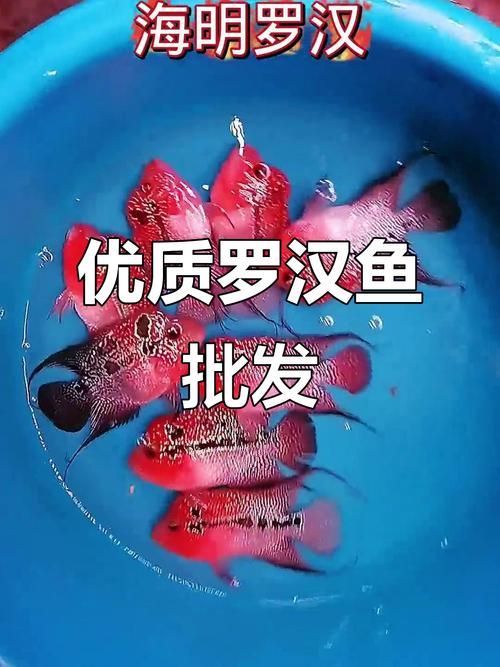 羅漢魚批發(fā)市場在哪里，西安羅漢魚市場對比清單