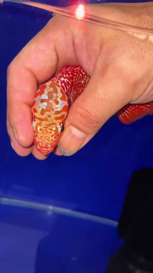 羅漢魚批發(fā)市場在哪里，西安羅漢魚市場對比清單
