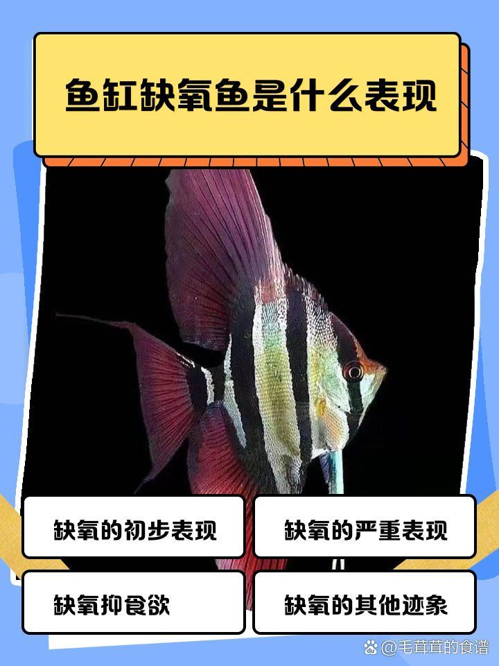 如何判斷龍魚是否處于缺氧狀態，如何判斷龍魚是否缺氧