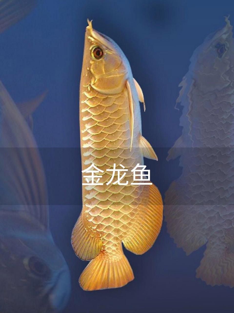 有沒(méi)有更多金龍魚(yú)的高清視頻？，探索金龍魚(yú)的高清視頻世界 有沒(méi)有更多金龍魚(yú)的高清視頻？，探索金龍魚(yú)的高清視頻世界 龍魚(yú)百科 第1張