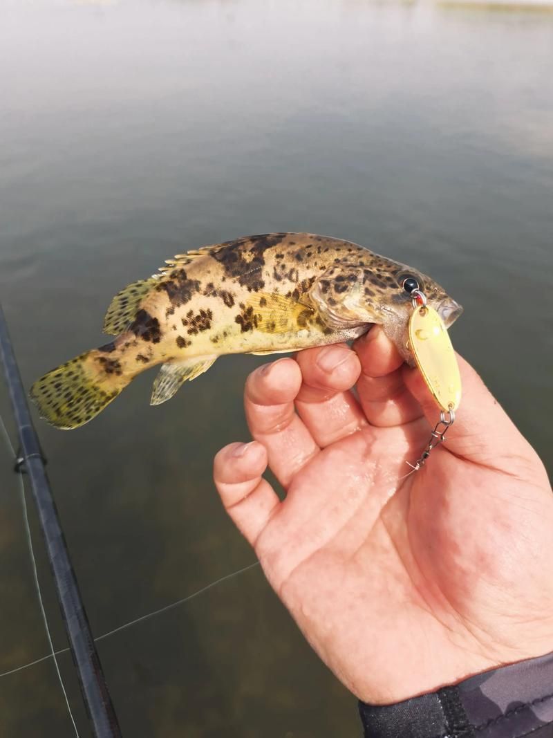 如何區分普通鱖魚和斑鱖，如何區分普通鱖魚