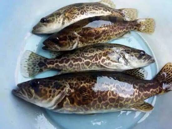如何區分普通鱖魚和斑鱖，如何區分普通鱖魚