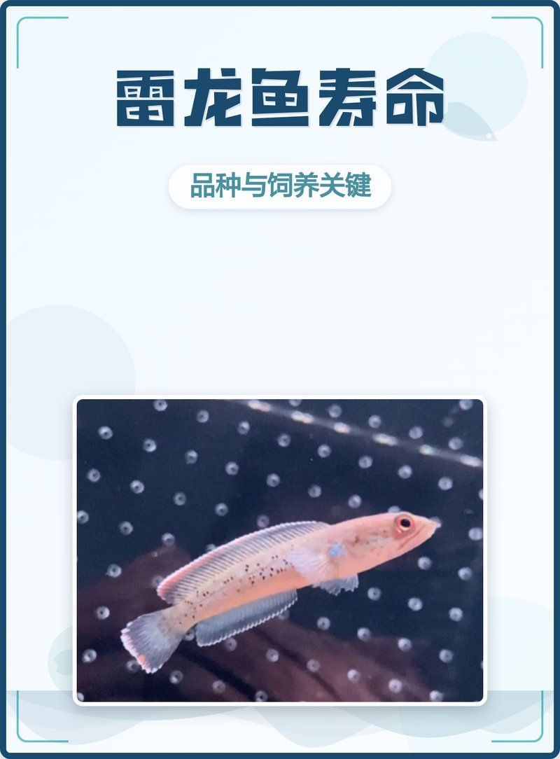 雷龍魚壽命有多長，如何延長雷龍魚的壽命？