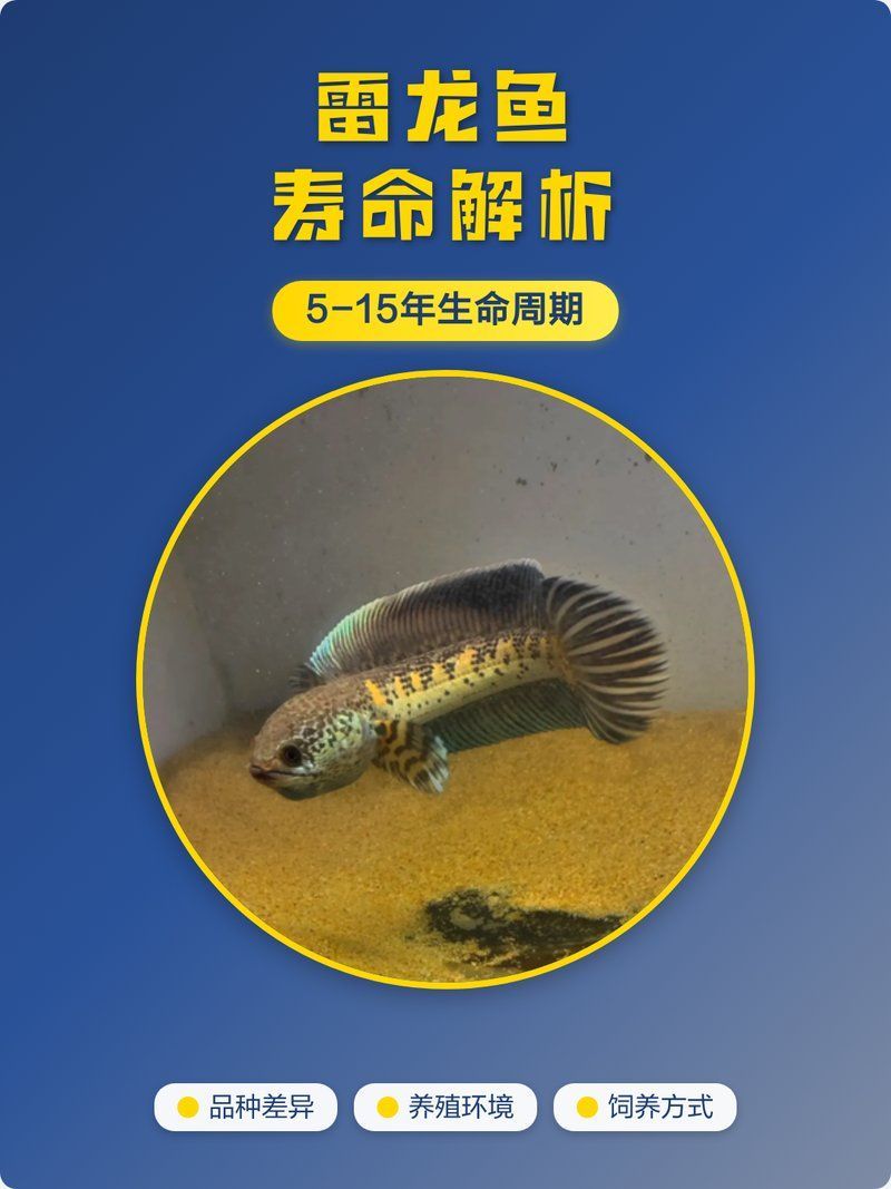 雷龍魚壽命有多長，如何延長雷龍魚的壽命？