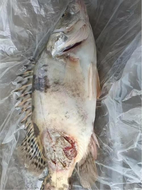 魚身上有潰爛圖片，如何判斷魚身上潰爛的發生？