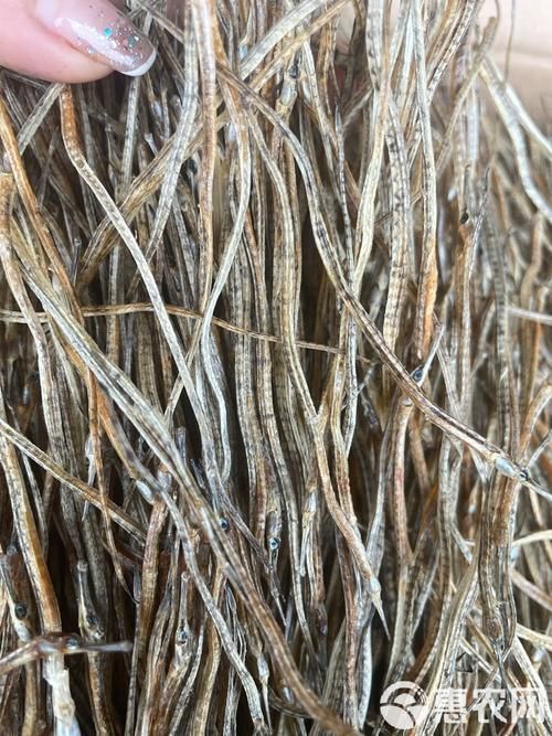 海龍魚如何健康食用，代營養學如何缺乏 海龍魚如何健康食用，代營養學如何缺乏 龍魚百科 第6張