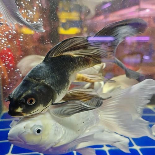 越和花鳥魚蟲市場有哪些龍魚品種？，越和花鳥魚蟲市場有哪些龍魚品牌？