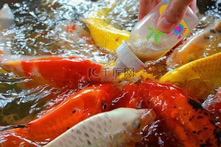 詳解（1000字和配圖）龍魚一次應該喂多少小魚？，龍魚一次喂多少小魚