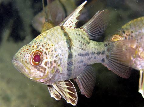 球鯊魚，球形鯊魚,球形鯊魚（sphaeramiaorbicularis）