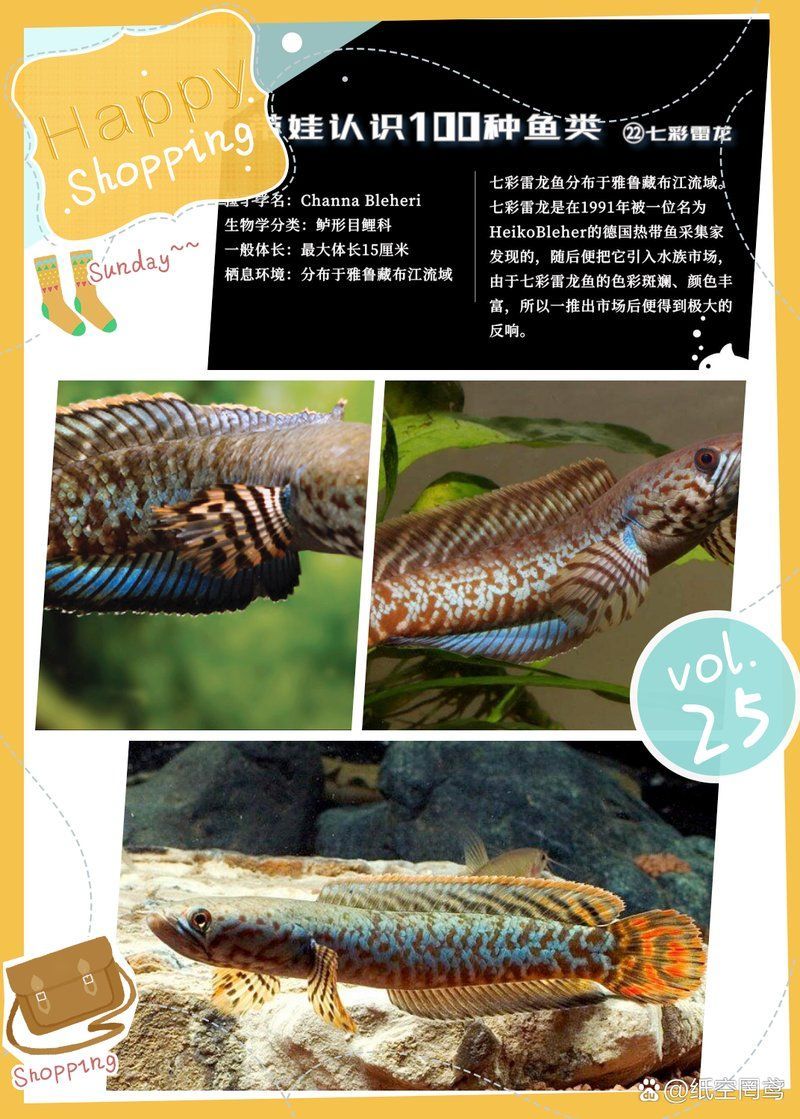 七彩雷龍魚需要加溫嗎，七彩雷龍魚需要加溫嗎七彩雷龍魚養(yǎng)護指南