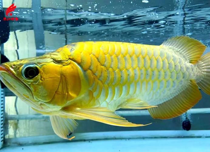 給我一些高清的海南龍魚圖片