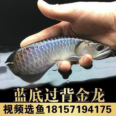 過背金龍魚，過背金龍魚的典型特寫