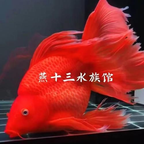 給我一些紅色魚類的養殖圖片，紅色觀賞魚及其養殖要點，
