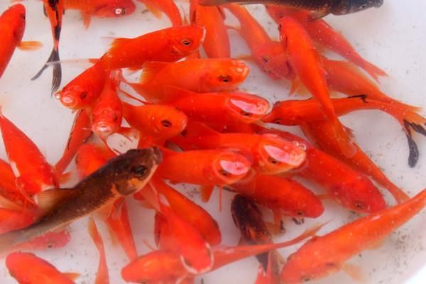 給我一些紅色魚類的養殖圖片，紅色觀賞魚及其養殖要點，