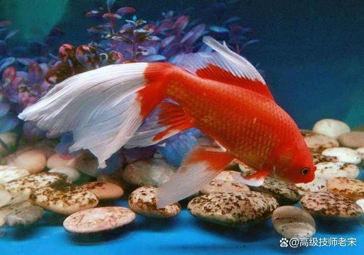 給我一些紅色魚類的養殖圖片，紅色觀賞魚及其養殖要點，