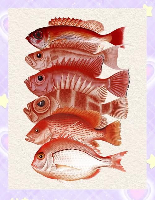 給我一些紅色魚類的養殖圖片，紅色觀賞魚及其養殖要點，