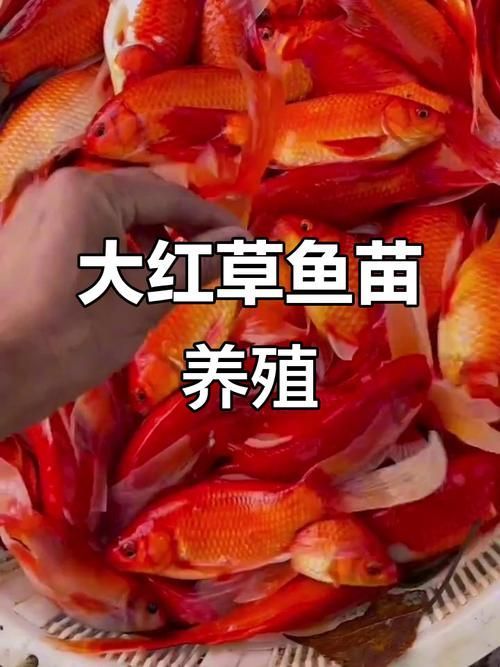 給我一些紅色魚類的養殖圖片，紅色觀賞魚及其養殖要點，