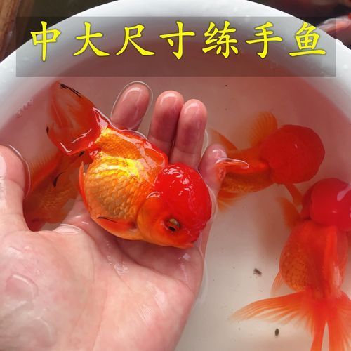 給我一些紅色魚類的養殖圖片，紅色觀賞魚及其養殖要點，