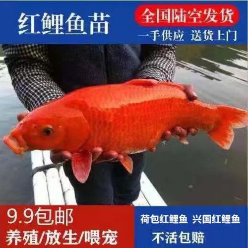 給我一些紅色魚類的養殖圖片，紅色觀賞魚及其養殖要點，