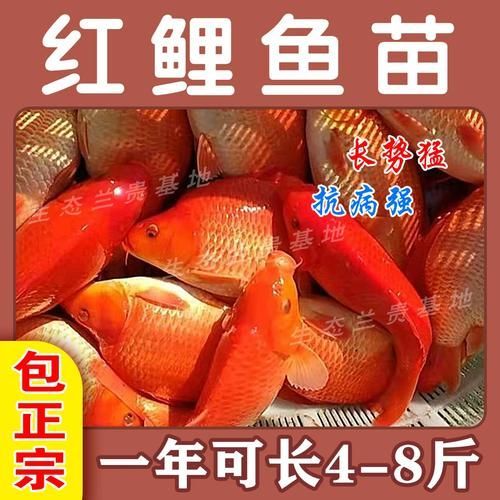 給我一些紅色魚類的養殖圖片，紅色觀賞魚及其養殖要點，