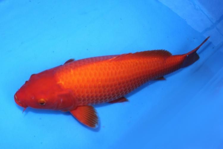 給我一些紅色魚類的養殖圖片，紅色觀賞魚及其養殖要點，