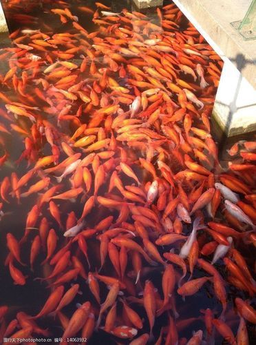 給我一些紅色魚類的養殖圖片，紅色觀賞魚及其養殖要點，