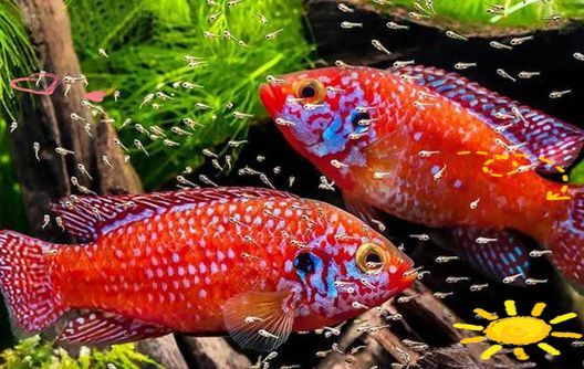 給我一些紅色魚類的養殖圖片，紅色觀賞魚及其養殖要點，
