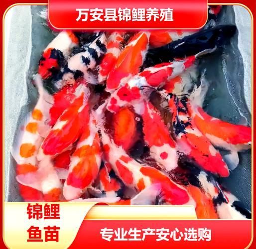 給我一些紅色魚類的養殖圖片，紅色觀賞魚及其養殖要點，