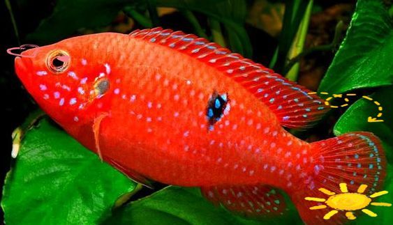 給我一些紅色魚類的養殖圖片，紅色觀賞魚及其養殖要點，