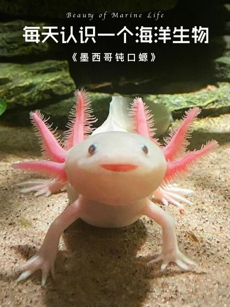 如何預防六角龍魚白斑病，六角龍魚白斑病治療與預防全攻略（arxiv論文助手）