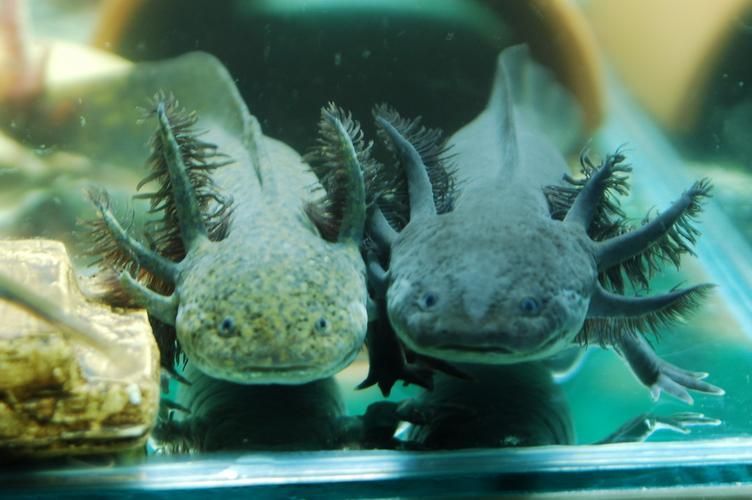 如何預防六角龍魚白斑病，六角龍魚白斑病治療與預防全攻略（arxiv論文助手）