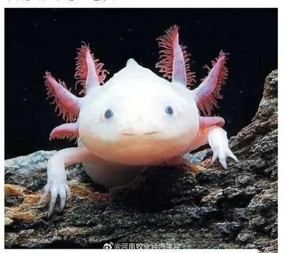 如何預防六角龍魚白斑病，六角龍魚白斑病治療與預防全攻略（arxiv論文助手）