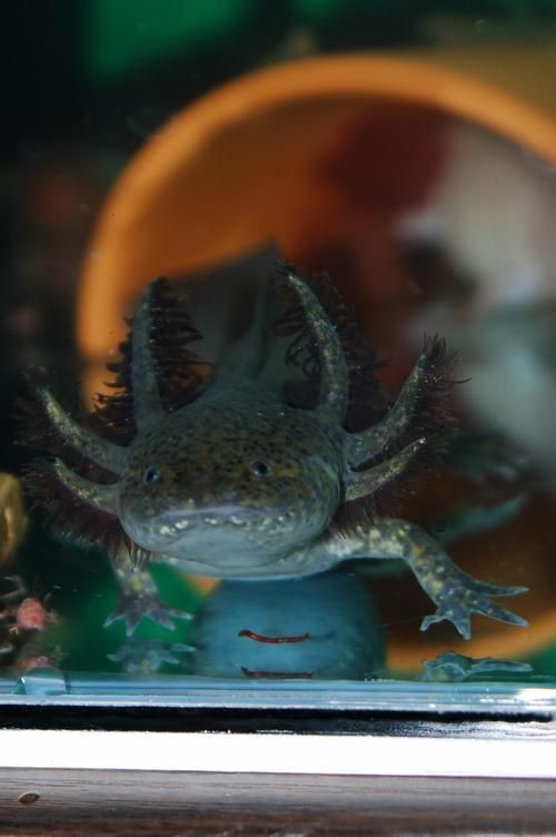 如何預(yù)防六角龍魚白斑病，六角龍魚白斑病治療與預(yù)防全攻略（arxiv論文助手）