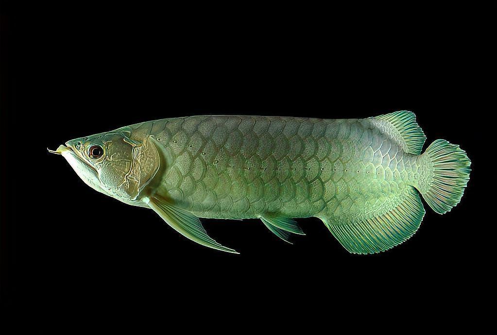 如何鑒別真假霍山龍魚？，如何鑒別真假霍山龍魚