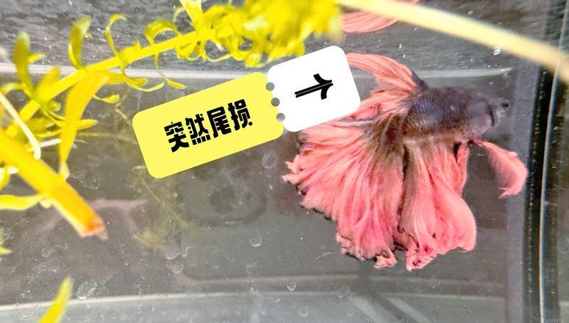 魚(yú)爛尾巴后多久會(huì)死亡 魚(yú)爛尾巴后多久會(huì)死亡 龍魚(yú)百科 第1張