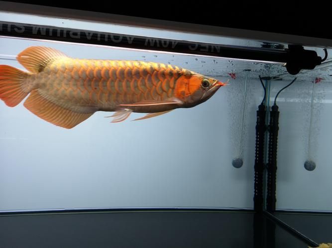 給我一些西青龍魚的飼養圖片，如何飼養西青龍魚