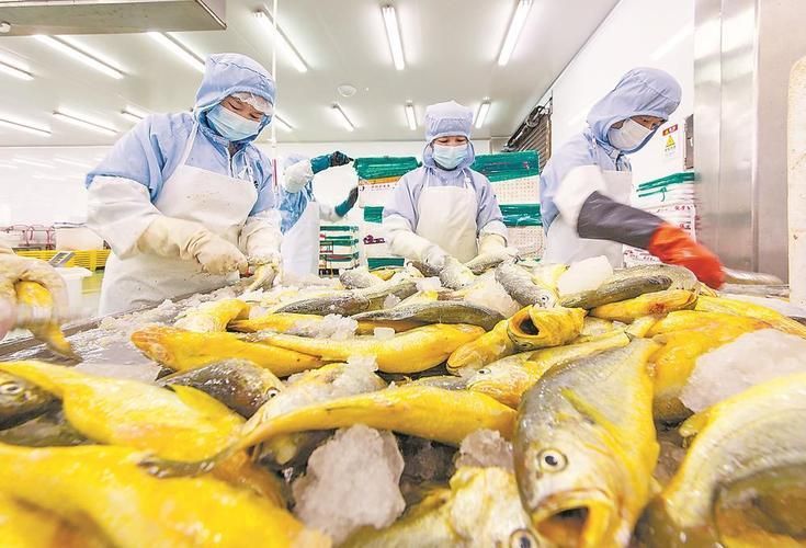蕉城龍魚養殖業的發展情況，福建寧德蕉城龍魚養殖業發展蕉城龍魚養殖業發展情況
