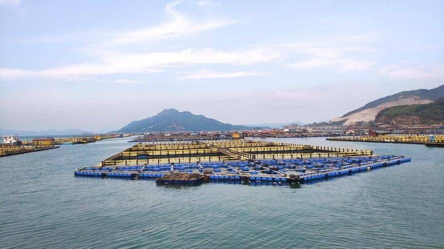 蕉城龍魚養殖業的發展情況，福建寧德蕉城龍魚養殖業發展蕉城龍魚養殖業發展情況