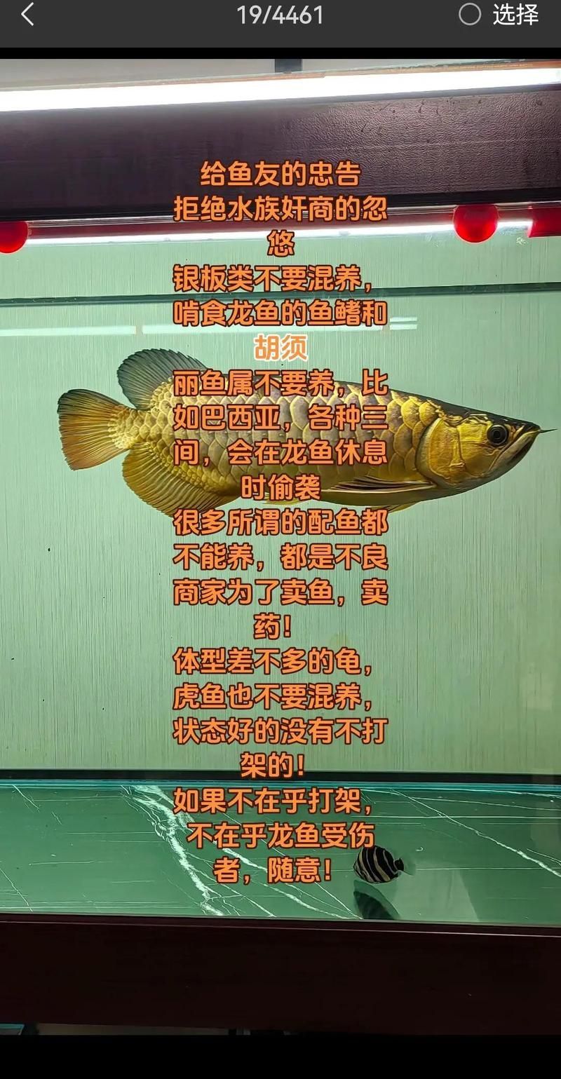 有哪些魚類不適合與龍魚混養？，哪些魚不適合與龍魚混養？