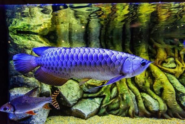 能否提供泰寧龍魚養殖環境的圖片，關于泰寧龍魚養殖環境的詳細介紹