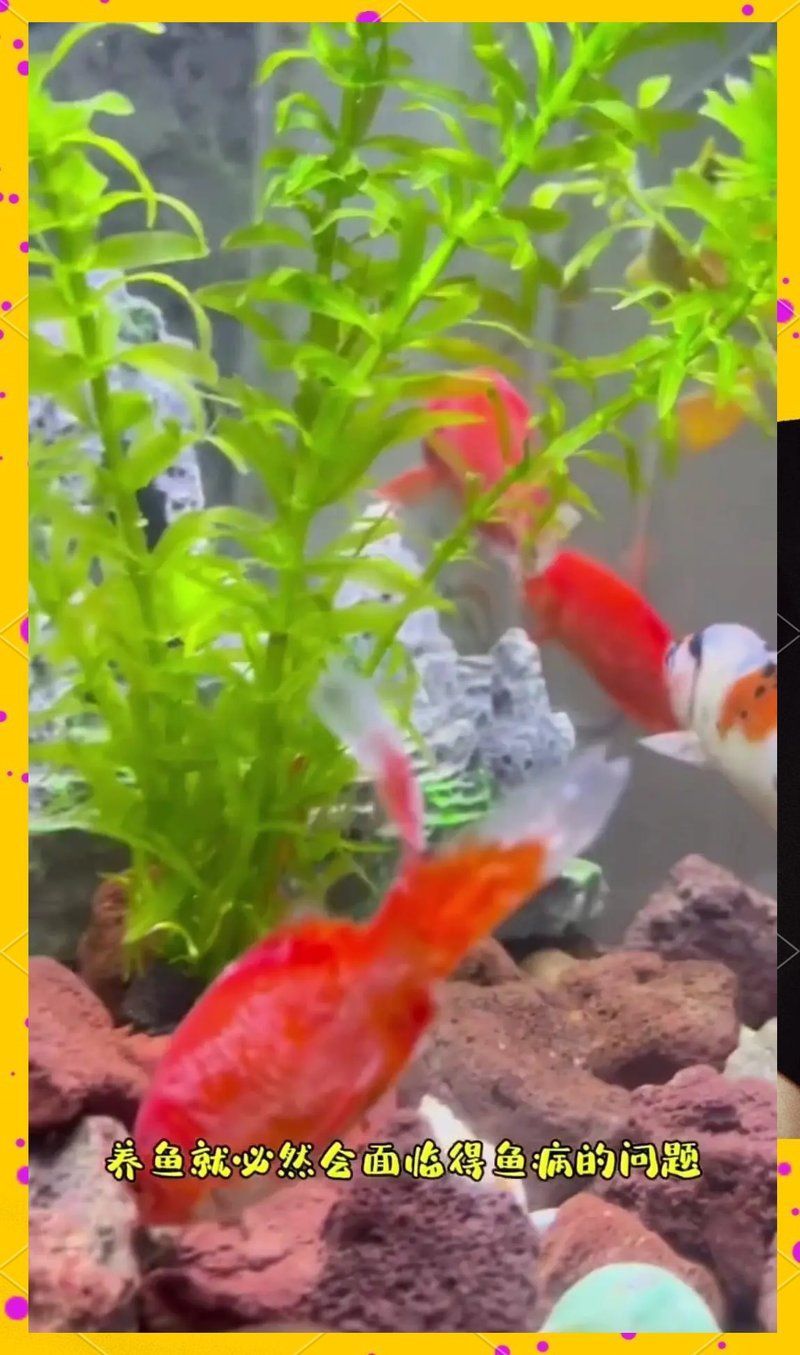 如何判斷魚是否生病