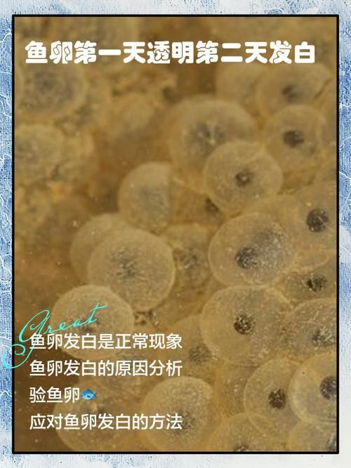 如何判斷魚是否感染了內(nèi)寄，判斷魚是否感染了內(nèi)寄