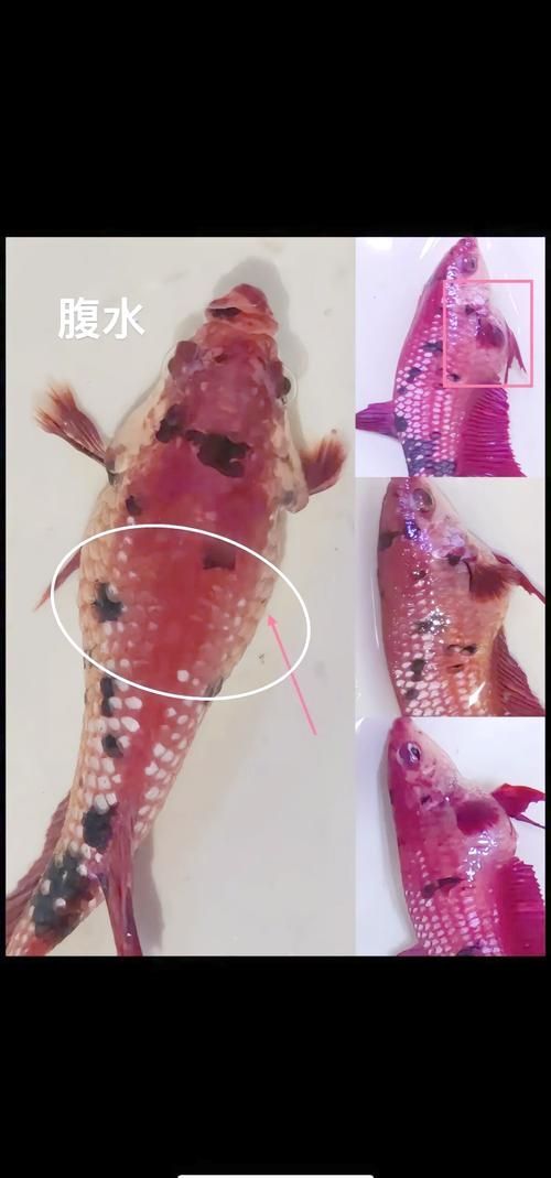 如何判斷魚是否感染了內(nèi)寄，判斷魚是否感染了內(nèi)寄