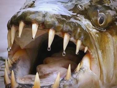 黃金河虎魚的繁殖方法是什么？