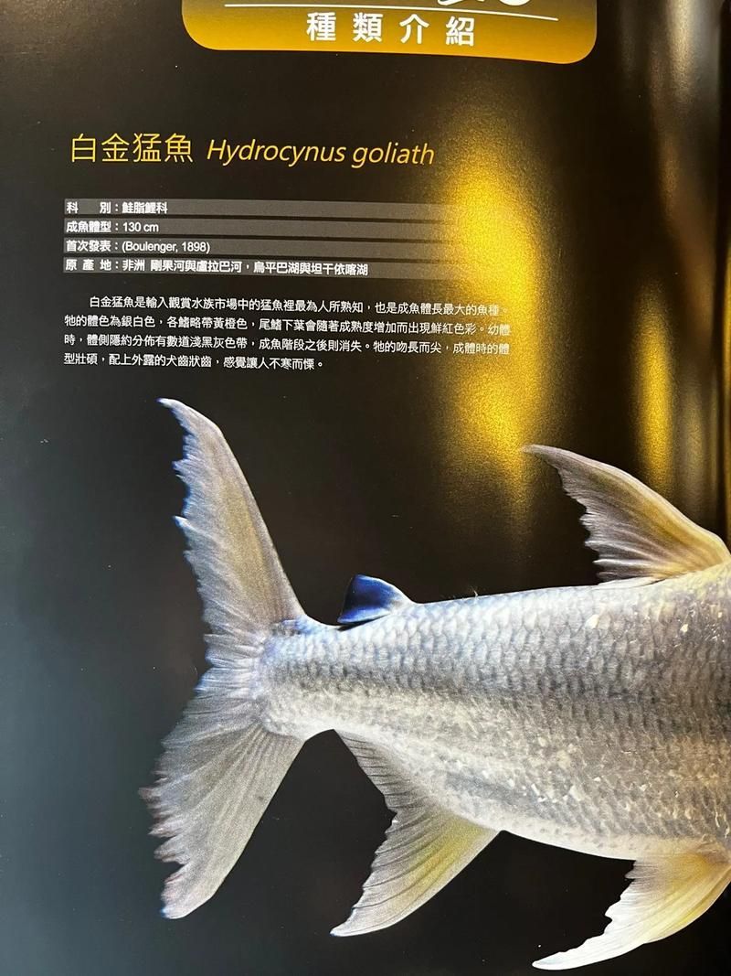 黃金河虎魚的繁殖方法是什么？