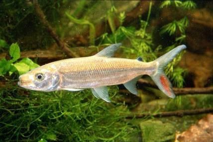 黃金河虎魚的繁殖方法是什么？